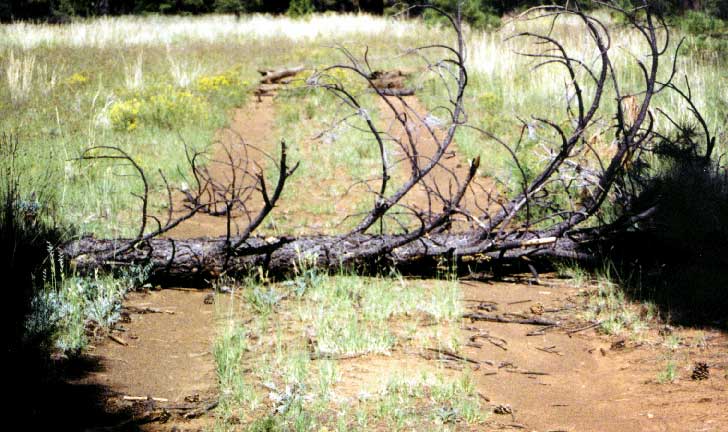 photo of trail with log across it