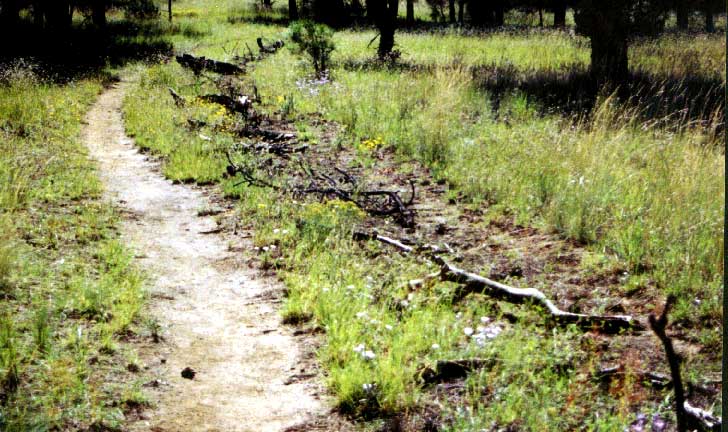 photo of dual-track trail converted to single-track