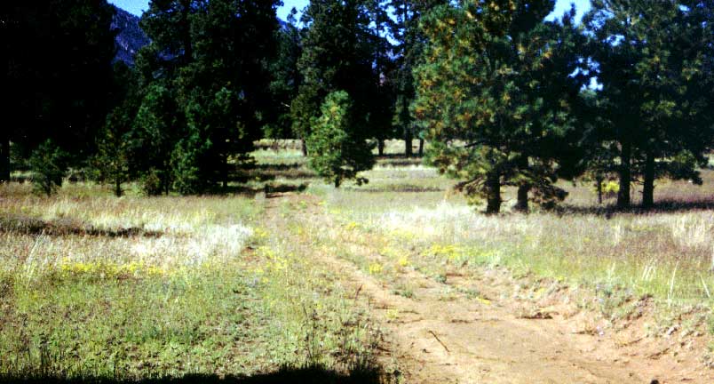 photo of dual-track trail